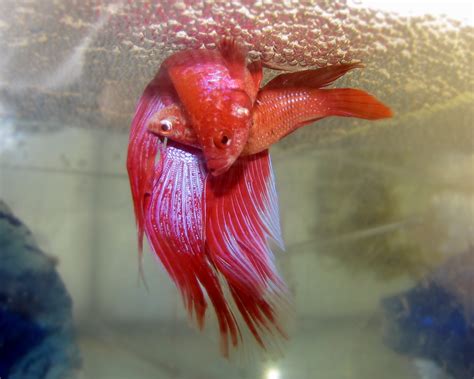 That's just a bit of what you need to know when it comes to how to breed betta fish. How To Breed Bettas | My Aquarium Club