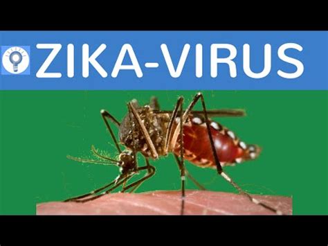 Zika Virus einfach erklärt Entwicklung Übertragung Symptome Folgen Heilmittel YouTube
