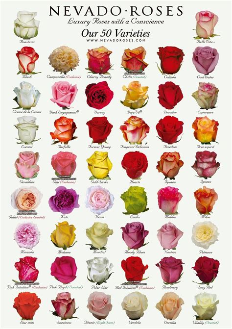 Pin By Taylor On Flowers By Name Types Of Roses Rose