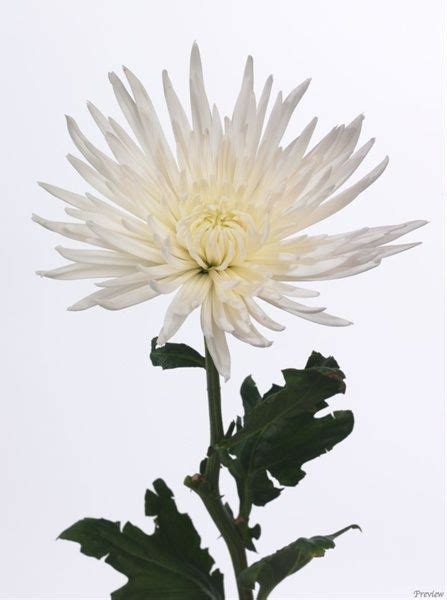 Anastasia White Disbudsmums Chrysanthemum Flowers By Category