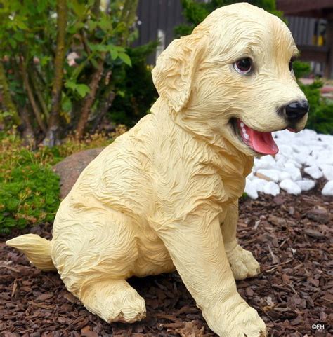 Check spelling or type a new query. Goldi baby | Hunde garten, Retriever welpen, Hunde