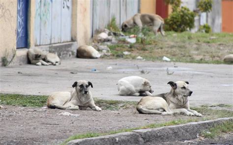 Perros En Situación De Calle Problema Que Persiste En El Municipio De