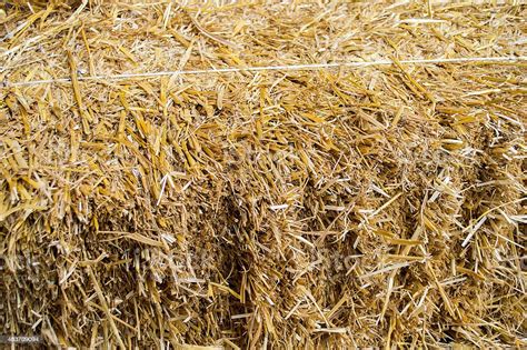 Pile Of A Straw Stock Photo Download Image Now 2015 Agriculture