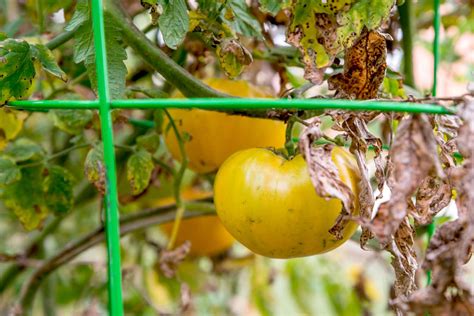 Tomato Blight How To Identify Prevent And Treat