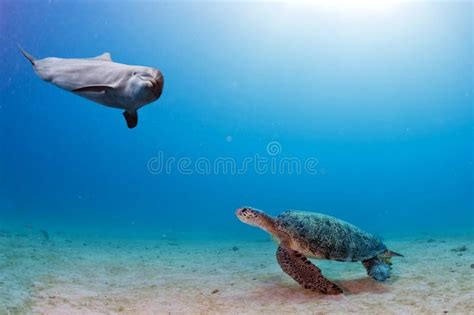 Dolphin Underwater Meets A Turtle Stock Image Image Of Life Dolphins