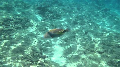 Humuhumunukunukuāpuaʻa Is The State Fish Of Hawaii Youtube