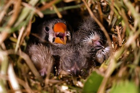 Zebra Finch Taeniopygia Guttata,children in Bird Nest Stock Photo