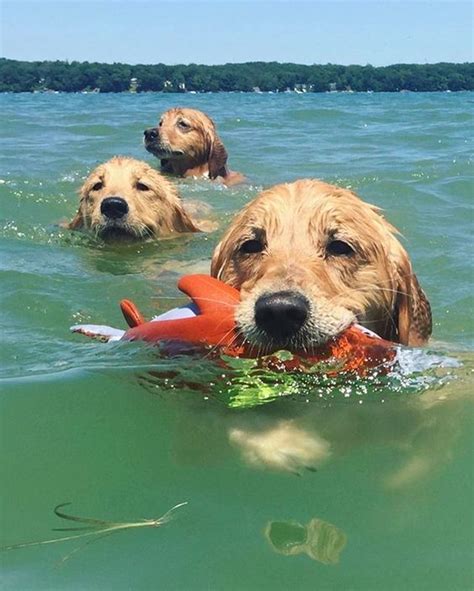 Cute Golden Retriever Puppy In Water L2sanpiero