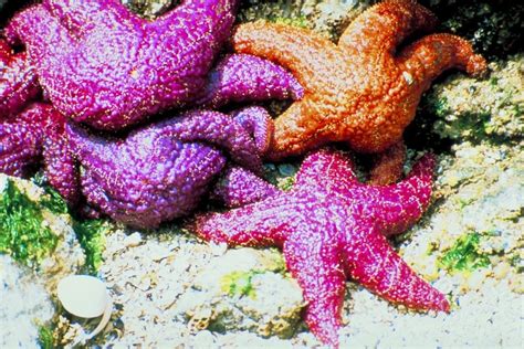 Starfish Characteristics Reproduction Habitat Types And More