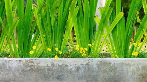 Cara pindah anakan daun pandan menanam daun pandan dirumah cara menanam anakan daun pandan menanam pokok. 7 Cara Menanam Pandan dengan Metode Stek