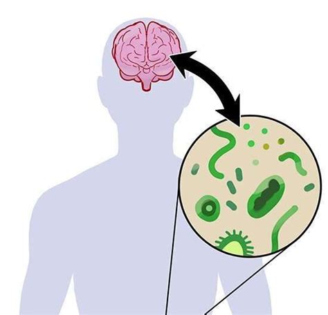 New Study Puts Gut Microbiome At The Center Of Parkinsons Disease