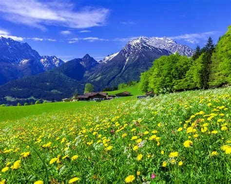 Mountain Meadow Landscape With Beautiful Mountain Flowers Yellow And