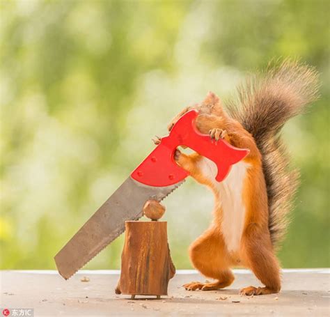 How Do Squirrels Crack Nuts Hilarious Images Captured By Swedish Photographer Geert Weggen Show