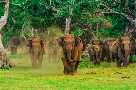 Wilpattu National Park Sri Lanka Wilpattu National Park Safari Tours