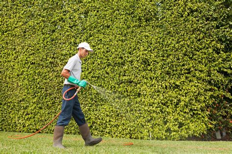 Killing the weed might require a second application in areas with. Liquid Aeration with Pre-Emergent Crabgrass Preventer ...