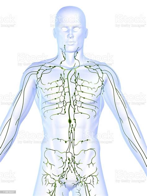 Lymphatic System Showing Lymph Nodes Of A Human Body Stock Photo