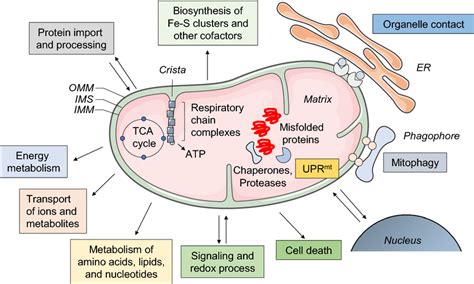 Mitochondria And Their Functions Mitochondria Consist Of Four