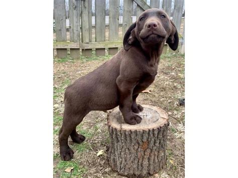 These forebears of the modern lab were smaller in size. One male chocolate lab puppy available in Branson ...