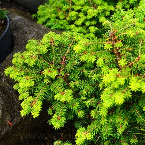 Huss, hartford, connecticut, is still an attractive selection for small gardens. Tsuga canadensis Hussi at Arts Nursery