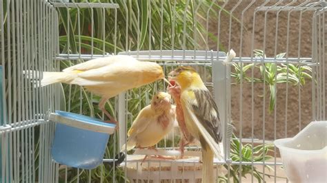 Canary Parents Feeding Their Babiesطيور الكناري تطعم صغارها Youtube
