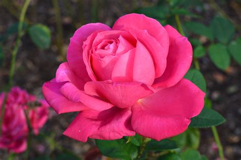 10 Mawar Pink Terbaik