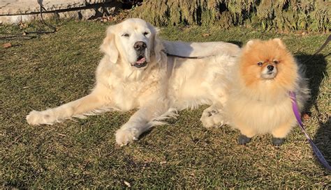 8 Of The Oldest Golden Retrievers Ever