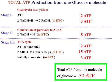 Atp Production Of One Glucose