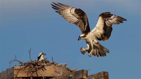 Ospreys Return From Africa To Alyth Electricity Substation Platform In Perthshire Uk News