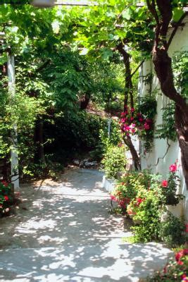 How deep do mint roots grow? Shallow Root Shrubs | eHow