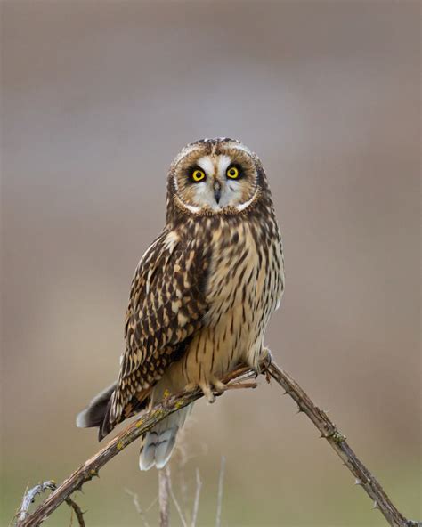 Short Eared Owl Birdnote