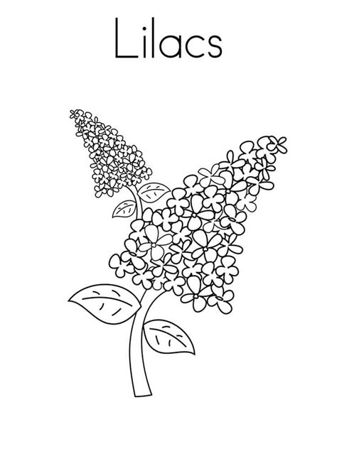 Lilac flower plant coloring page to color, print and download for free along with bunch of favorite lilac coloring page for kids. Lilac Flower coloring pages. Download and print Lilac ...