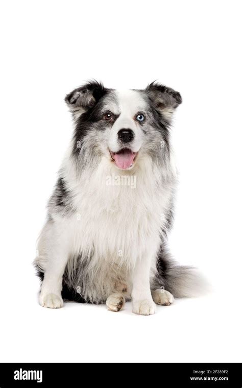 Blue Merle Border Collie Hi Res Stock Photography And Images Alamy