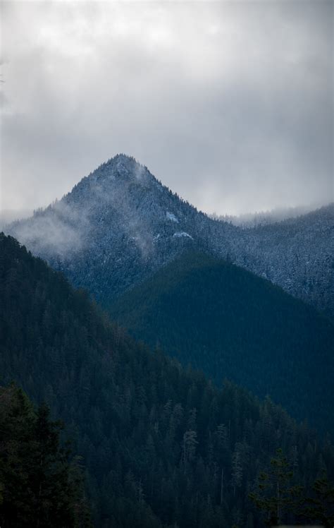 512299 Nature Landscape Forest Rainforest Olympic National Park