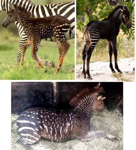 However embryological evidence shows that the animal's background color is dark and the white stripes and. MUTATIONS