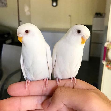 Albino Twins 💛 Budgies Bird Parrot Pet Birds