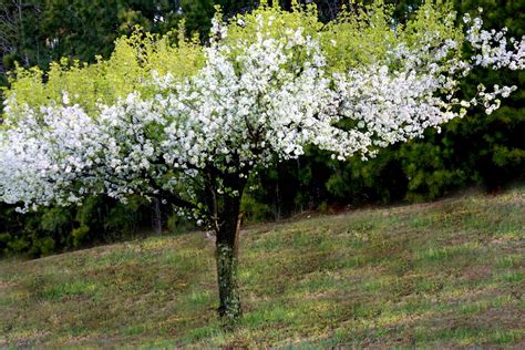 Also get a list of the best places to see cherry blossom in the us. flowering trees in georgia | In Georgia along the highways ...
