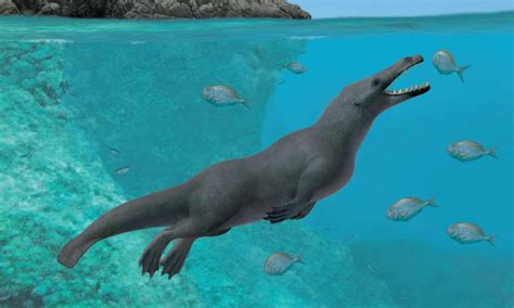 Fossil Of Ancient Four Legged Whale With Hooves Discovered Whale