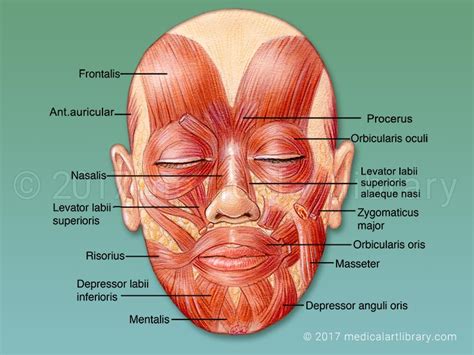 Muscles of the Face - Mimetic Muscles - Medical Art Library