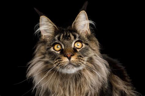 We can't really a guesstimate is that a cat with medium length of fur has about 10% of its body weight as fur. Maine Coon Profile - Appearance, Personality and Care ...