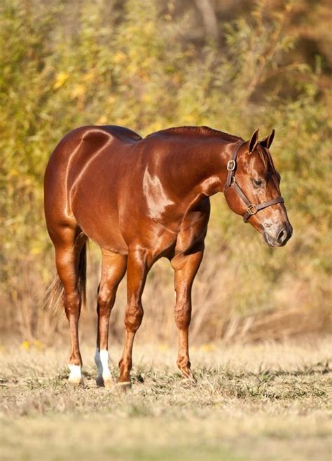 The cross can be made between a thoroughbred stallion and an arabian mare, or vice versa. 1000+ images about Chestnut & Brown on Pinterest | Persian ...