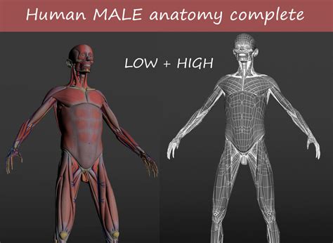 Male anatomy study i did year ago. 3D asset Human MALE anatomy | CGTrader