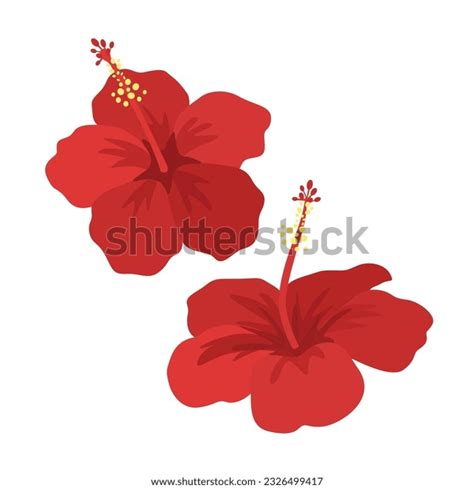 Gumamela Flower Stock Photos And Pictures 892 Images Shutterstock