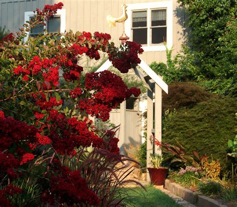 Buy dynamite crape myrtle online. Crepe Myrtle "Dynamite" in Our Red Border - Late July | Flickr