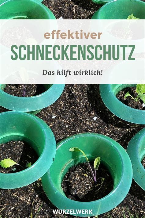 Als hausmittel gegen schnecken im garten sind einige zutaten und materialien, die jeder bei sich zu hause hat, hilfreich. Das hilft wirklich gegen Schnecken und Nacktschnecken ...