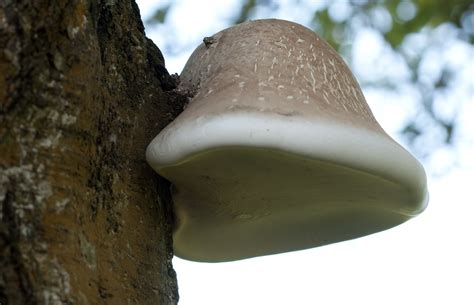 Guide To Birch Polypore Mushrooms World Mushroom Society