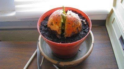 See full list on wikihow.com Avocado Seed Growing With Kids - Tips On Planting ...
