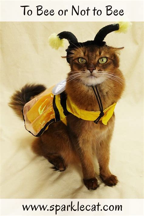 To Bee Or Not To Bee Cute Cat Costumes Pet Costumes Cat Costumes