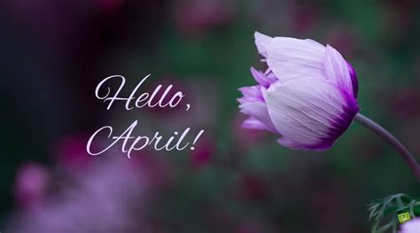 Hello April Did You Bring Spring