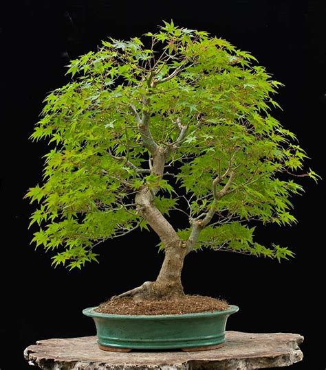 Maples are hardy trees that can survive a wide range of climates. Growing Indoor Bonsai | Japanese maple bonsai, Bonsai tree ...
