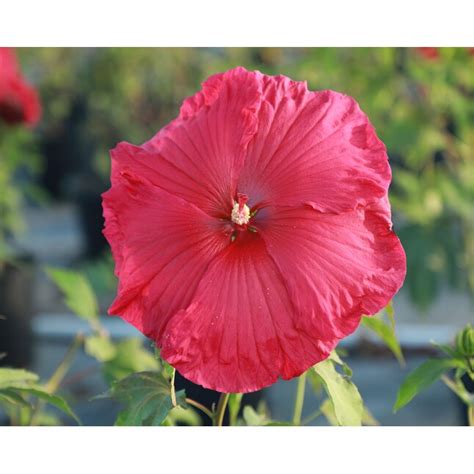 Multicolor Hibiscus Plant In 2 Gallon S Pot At